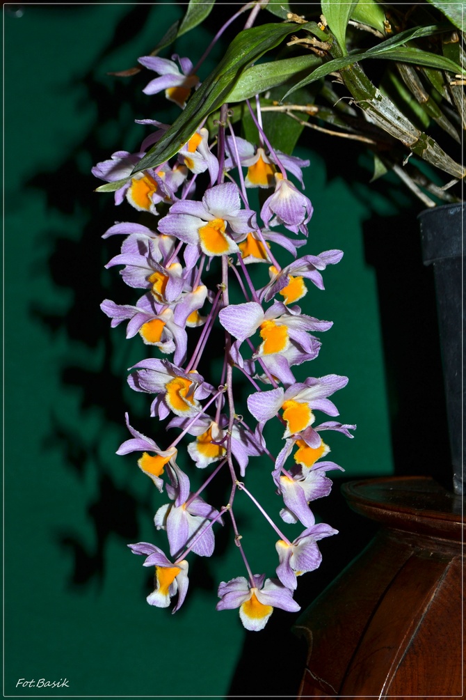 Dendrobium thyrsiflorum ...