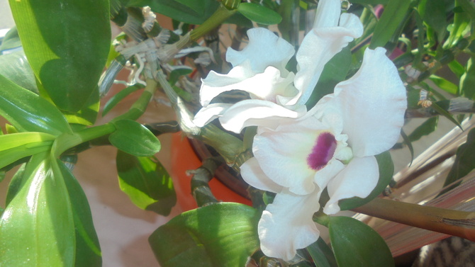Dendrobium zaczyna kwitnąć...