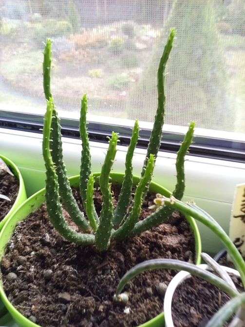 Euphorbia:))))