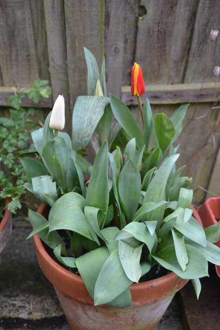 Pierwsze tulipanki