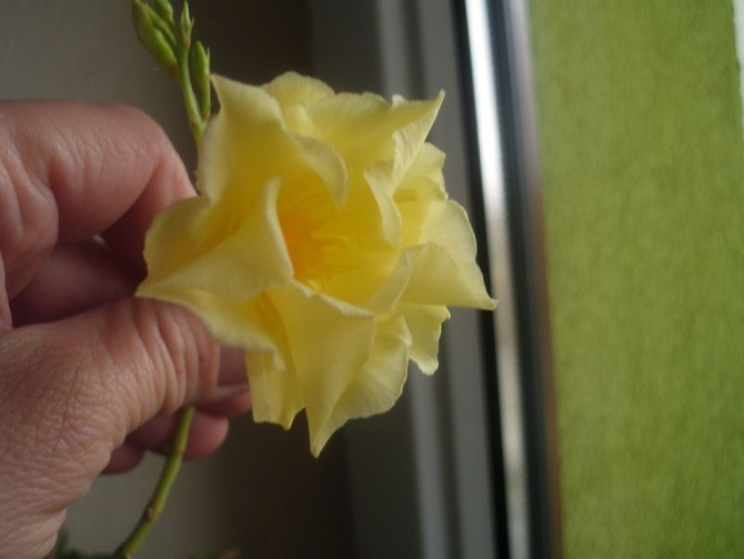 Pierwszy kwiatuszek oleandra