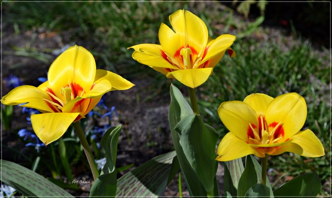 Tulipanowa wiosna ...