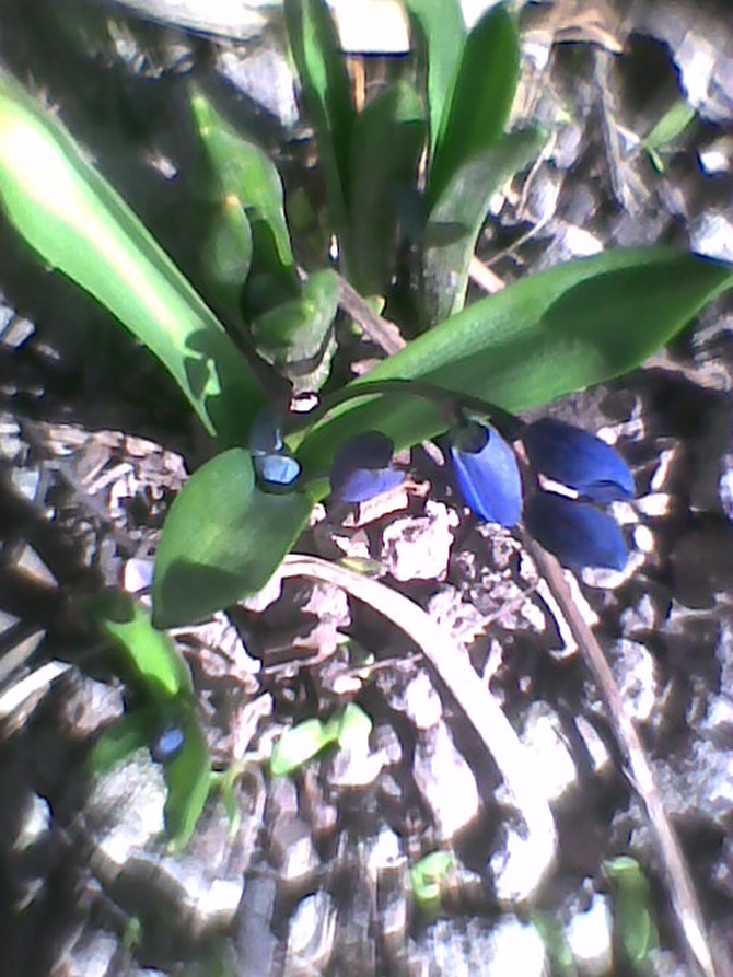 wiosenne błękity ;)