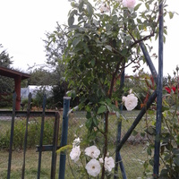 biała róża przy furtce