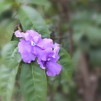 Brunfelsia Calycina