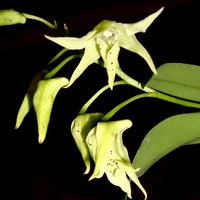 Dendrobium alexandrae x rhodostictum .  Makro.