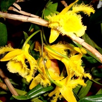 Dendrobium Harveyanu