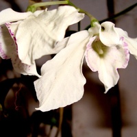 Dendrobium Rhodostictum .  Makro.