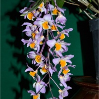 Dendrobium thyrsiflorum ...