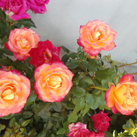 dwukolorowa róża wielkokwiatowa z mojego ogrodu