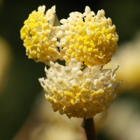 Edgeworthia chrysantha ... Japanischer Papierbusch