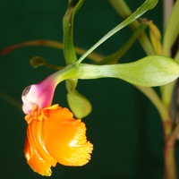 Epidendrum Pseudoepi