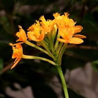 Epidendrum Specjal V