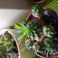Euphorbia:)suzane