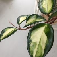 Hoya carnosa melanie