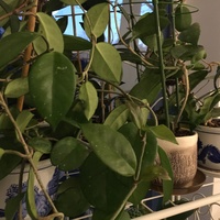 Hoya rosita 3, australis,  finlaysonii 