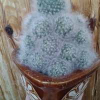 kaktus czekam na kwitniecie