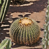 Kaktusy w Marbella-Hiszpania