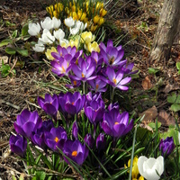 kolory wiosny