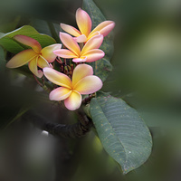 Kwiat plumerii