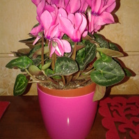 kwiatek z okazji 8 marca