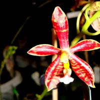 Phalaenopsis manii dark x speciosa .  Makro.