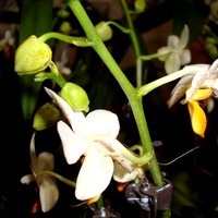 Phalaenopsis' Mini Mark ' .  Makro.
