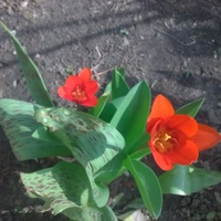 Pierwsze tulipany.