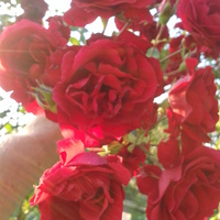 roża pnąca  z mojej działeczki