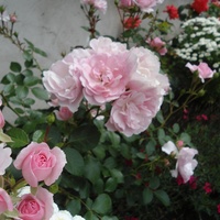 róża rabatowa,jedna z ulubionych