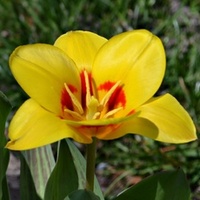 Tulipanowa wiosna ...