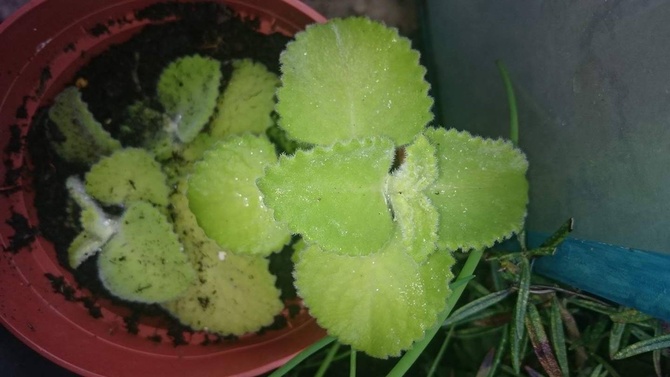 Co to za roślina?