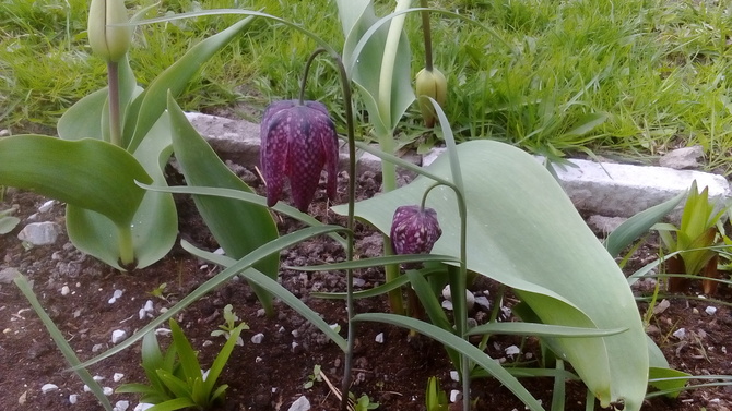 Coś urosło między tulipanami 