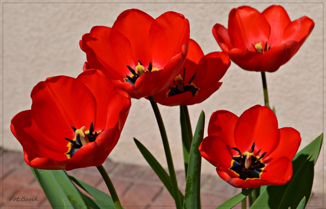 Energetyczne tulipany ...