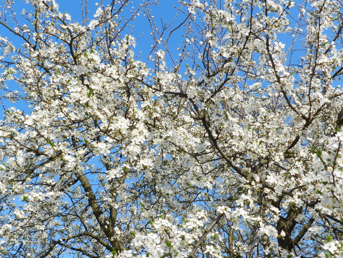 Kwitną drzewa owocowe-śliwa mirabelka
