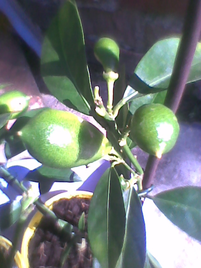Limonella owoce dojrzewają
