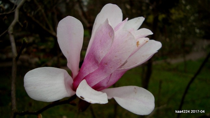 Magnolia Loebnera ' Rospberry Fun '.  Makro.