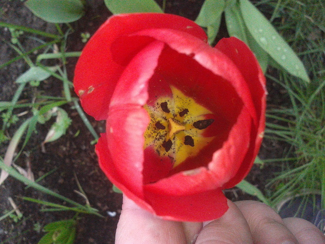 Mój tulip dzisiaj