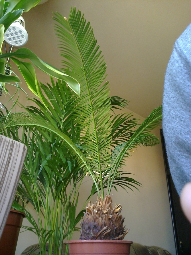 moje Sago Palm