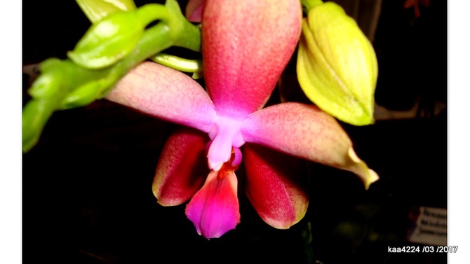 Phalaenopsis ' Liodoro ' .  Makro.