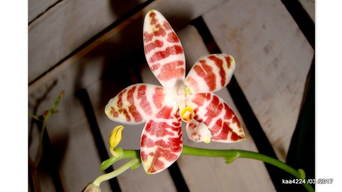 Phalaenopsis amboinensis ' White '.  Makro.