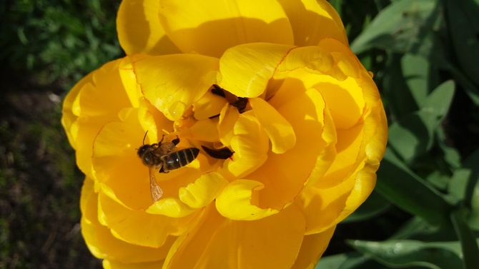 Pracowita pszczółka ;)