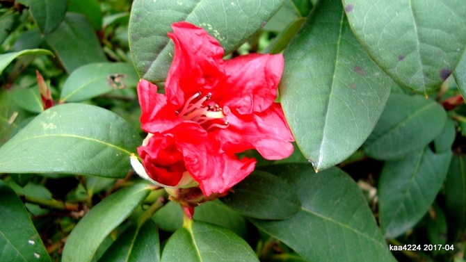Rododendron krwisty.  Makro.