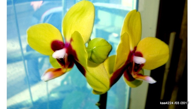 Storczyk-phalaenopsis.  Makro.