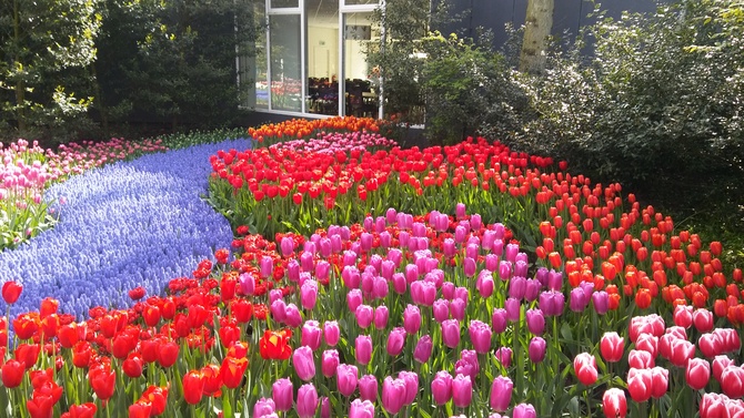 Super kombinacje tulipanow