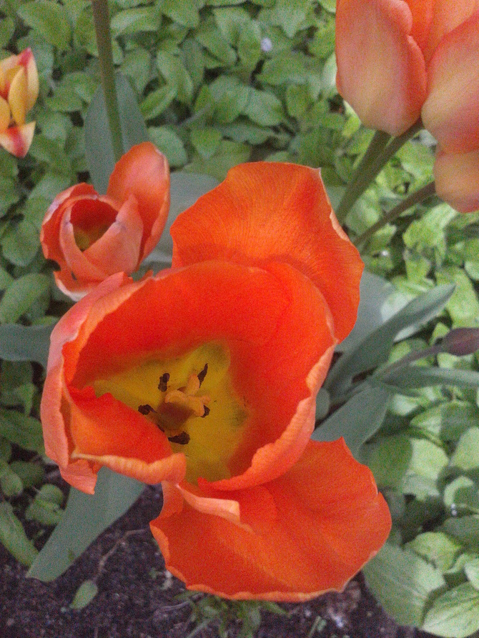 tulipanek ......