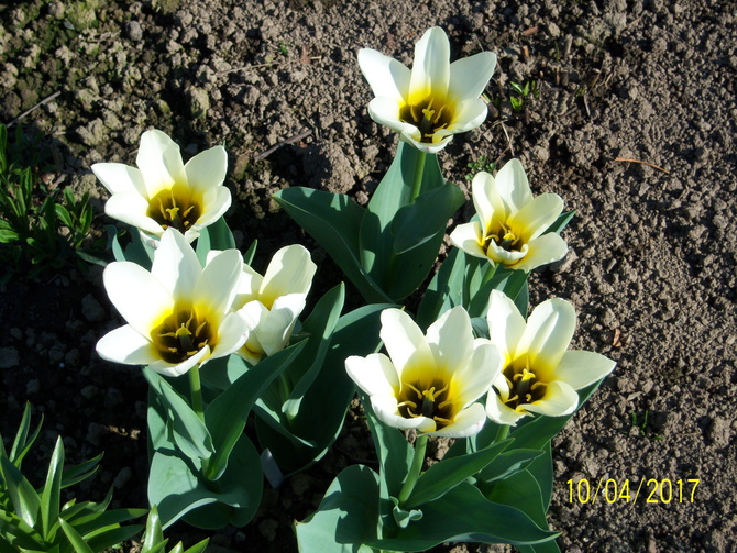 tulipany....