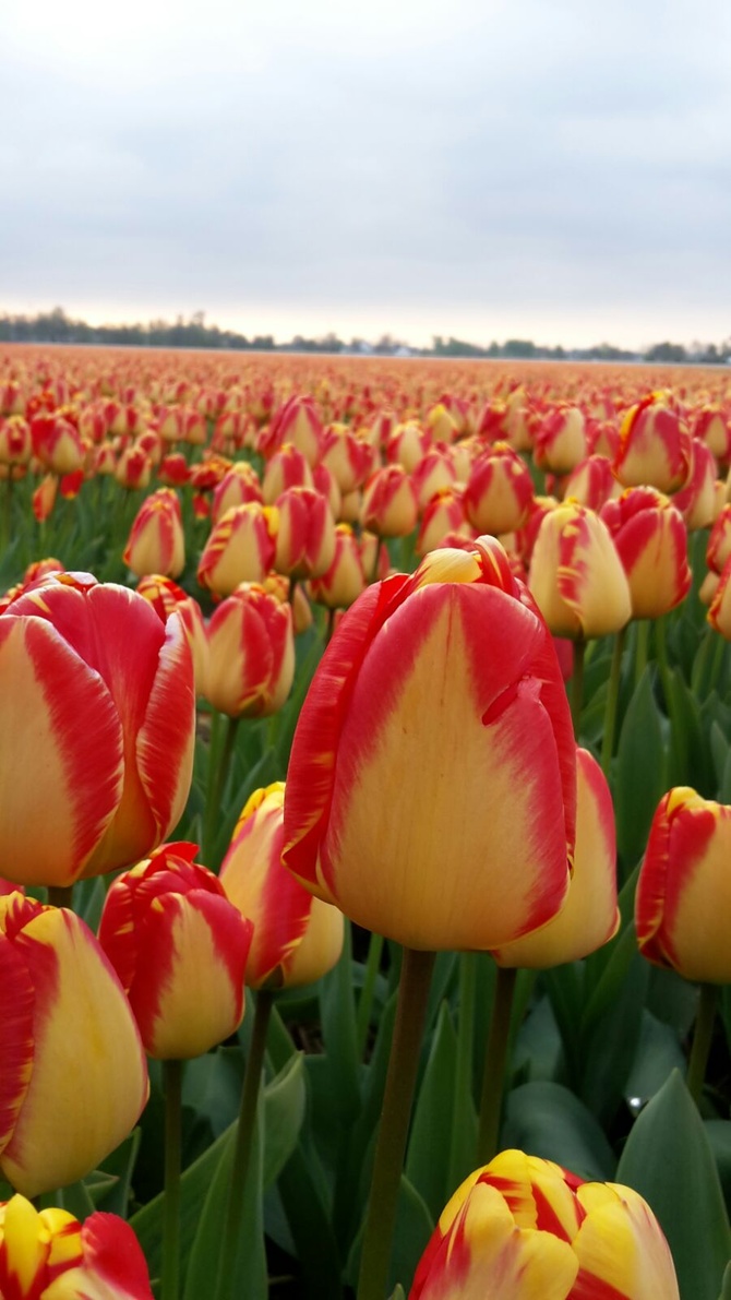 Tulipany...c.d..