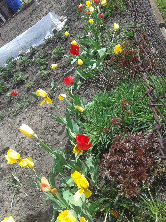 Tulipy ze spaceru