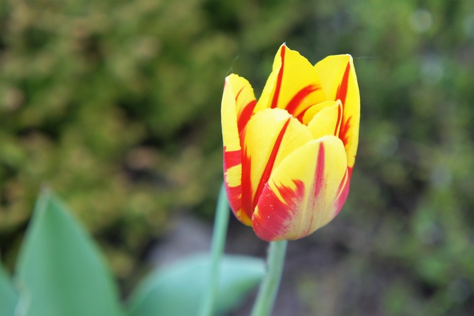 Wesoły tulipan